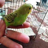 مرغ عشق