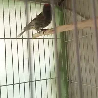 گلبسر نر مست خون قناری سهره|پرنده|مشهد, عبادی|دیوار