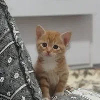 واگذاری گربه