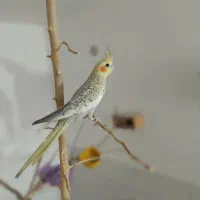 دو عدد عروس هلندی