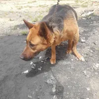 سگ ژرمن شولاین موکوتاه ماده