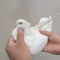 نر سفید