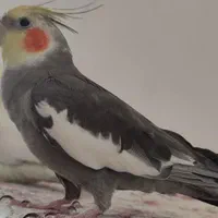 عروس هلندی چندماه گم شده حوالی 16متری زنگارکی|حیوانات|قم, نیروگاه|دیوار