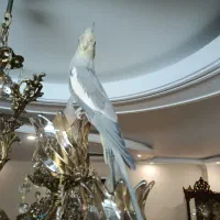 عروس هلندی