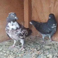 جوجه کبوتر غریب گیری