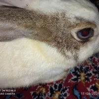 چشم ابی|موش و خرگوش|رشت, استادسرا|دیوار