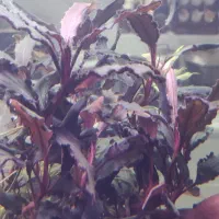 فروش اکواریوم و گیاه|ماهی|بندرعباس, |دیوار