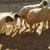 ده راس میش و بره درجه یک