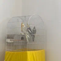 عروس هلندی