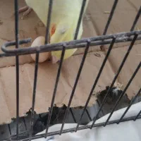 عروس هلندی تخم دار