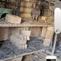 کبوتر|پرنده|خرمشهر, |دیوار