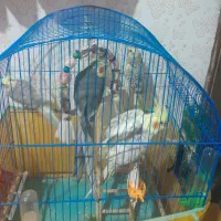 فروش طوطی عروس