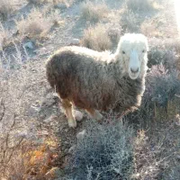 بز و میش