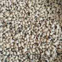 فروش حبوبات|خوردنی و آشامیدنی|رشت, پیرسرا|دیوار