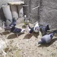 کبوتر پیداشده