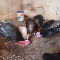 بوقلمون محلی طبیعی|حیوانات مزرعه|اردبیل, |دیوار