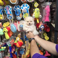 پامر عروسکی پسر