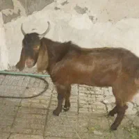 گوسفند، نر|حیوانات مزرعه|ایرانشهر, |دیوار