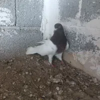 کبوتر کله قرمز