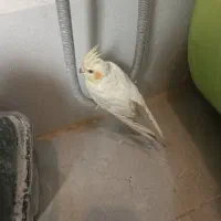 فروش عروس هلندی ماده