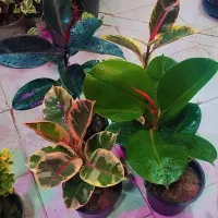 گل طبیعی فیکوس بلک شرابی یاقوتی سبز لیراتا فرانسوی