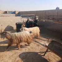 ۷رس‌بزغاله‌نر‌عالی‌برای‌ نربزی دونه ای ۲۵۰۰۰۰۰۰|حیوانات مزرعه|جوادآباد, |دیوار