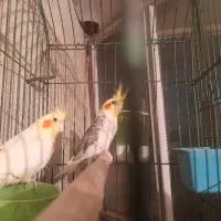 فروش یک جفت عروس هلندی|پرنده|تهران, مشیریه|دیوار