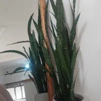 گل سانسوریا