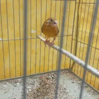 قناری ماده شتری|پرنده|شیراز, محراب|دیوار