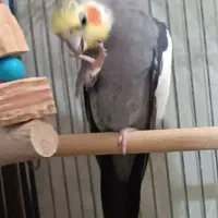 عروس هلندی جفت نر و ماده مولد