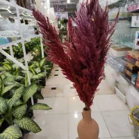 گل خشک پامپاس شفلرا پتوس دیفن آگلونما زاموفیلیا|گل و گیاه طبیعی|قم, ولیعصر|دیوار