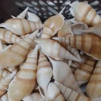 500 عدد صدف گوش ماهی