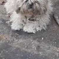 سگ نر