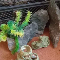 اکواریوم ماهی گوپی تزعینات حلزون|ماهی|اردبیل, |دیوار