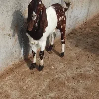 نر بز پاکستانی