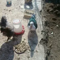 اردک اسراییلی|حیوانات مزرعه|ماهدشت, |دیوار