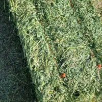 یونجه|خدمات باغبانی و درختکاری|کنگاور, |دیوار