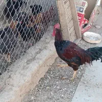 دو عدد خروس محلی چاق سالم|حیوانات مزرعه|بکتاش, |دیوار