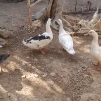 اردک