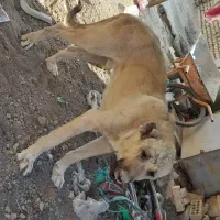 یه دونه سگ عراقی|سگ|کهریزک, |دیوار