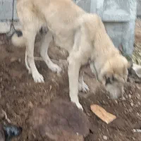 سگ پژدر و توله