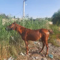 اسب آرام و بدون اخلاق بد بچه هم میتونه سوار بشه