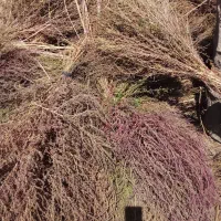 جارومحلی‌(تازه‌چیده‌شده)|لوازم نظافت|اسدآباد, |دیوار