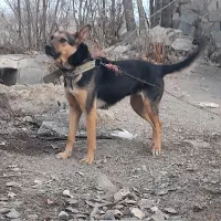 سگ مالینوز|سگ|لالجین, |دیوار