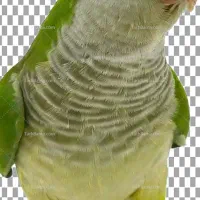طوطی راهب گم شده