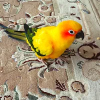 طوطی گمشده