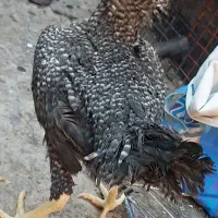 جوجه لاری