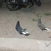 کبوتر