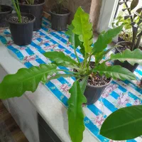 گلهای اپارتمانی زاموفیلیا وسانسوریا پتوس پهن برگ|گل و گیاه طبیعی|گرگان, |دیوار