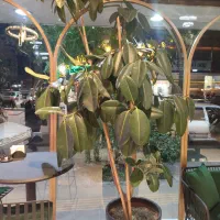درختچه ی تزئینی فیکوس